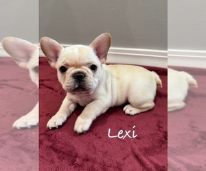 French Bulldog Puppy for sale in WILLIAMSVILLE, MO, USA