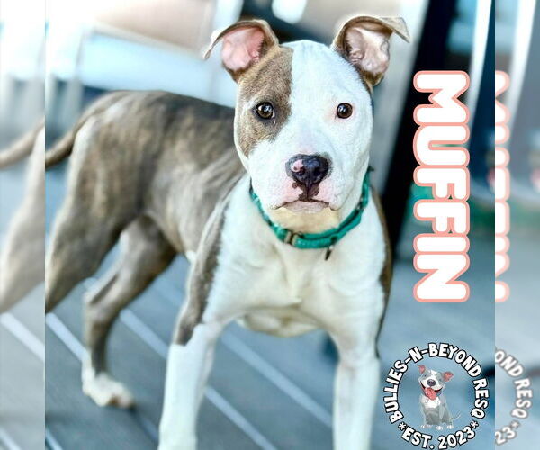 Medium Photo #2 American Staffordshire Terrier-Unknown Mix Puppy For Sale in Omaha, NE, USA