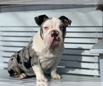 Small Photo #1 English Bulldog Puppy For Sale in BLOOMFIELD, NM, USA