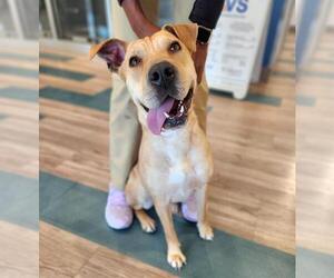 Chinese Shar-Pei-Labrador Retriever Mix Dogs for adoption in Baytown, TX, USA