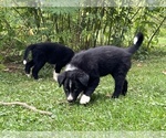 Small Photo #8 Border Collie Puppy For Sale in BERRIEN SPRINGS, MI, USA