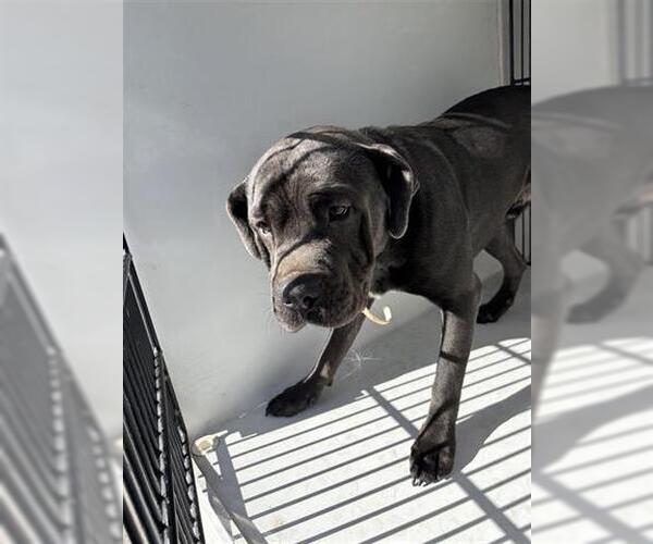 Medium Photo #1 Mutt Puppy For Sale in Houston, TX, USA