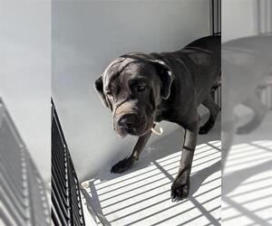 Mutt Dogs for adoption in Houston, TX, USA