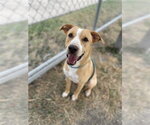 GOLDIE - Female Labrador Retriever Dog for Adoption - Small photo