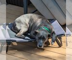Small Photo #6 American Pit Bull Terrier-Labrador Retriever Mix Puppy For Sale in Fenton, MO, USA