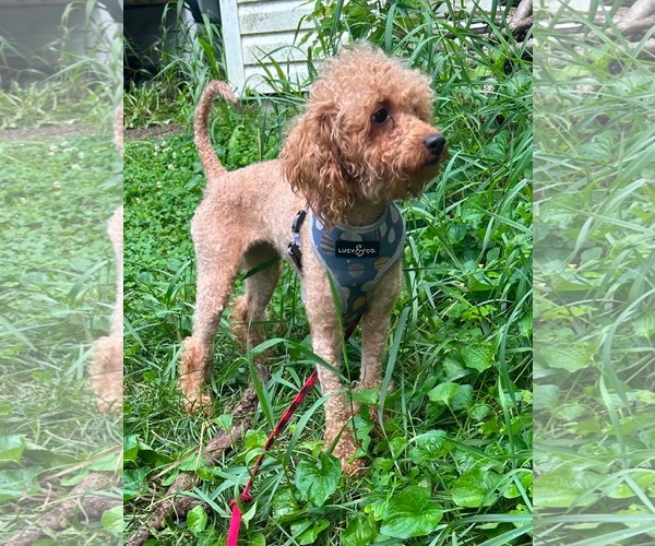 Medium Photo #3 Poodle (Miniature)-Unknown Mix Puppy For Sale in Hinckley, IL, USA
