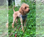 Small #2 Poodle (Miniature) Mix