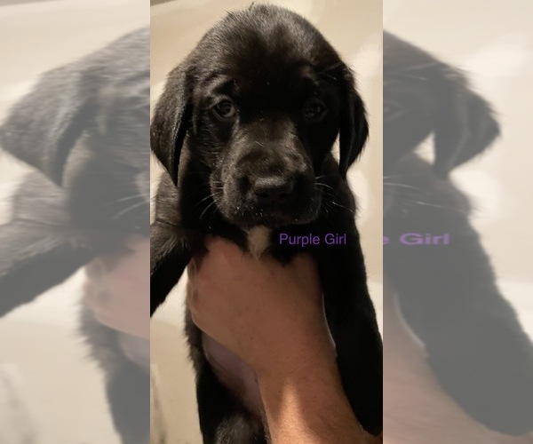 Full screen Photo #7 Golden Labrador Puppy For Sale in MUSKEGON, MI, USA