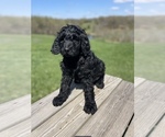 Small Photo #12 Labradoodle Puppy For Sale in CHARITON, IA, USA