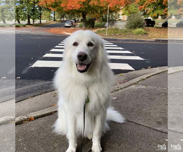 Medium Photo #4 Great Pyrenees-Unknown Mix Puppy For Sale in Washington, DC, USA