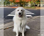 Small #3 Great Pyrenees Mix