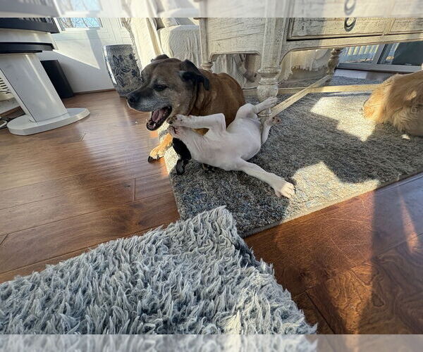 Medium Photo #4 Mutt Puppy For Sale in Springdale, PA, USA