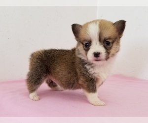 Pembroke Welsh Corgi Puppy for sale in CLARK, MO, USA