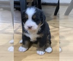 Small Photo #7 Bernese Mountain Dog Puppy For Sale in RICHFIELD SPRINGS, NY, USA