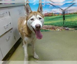 Siberian Husky Dogs for adoption in Moreno Valley, CA, USA