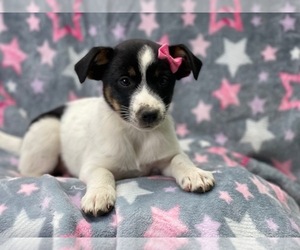 Australian Cattle Dog-Border Collie Mix Puppy for sale in LAKELAND, FL, USA