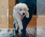 Small #8 Great Pyrenees