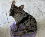 Small Photo #1 French Bulldog Puppy For Sale in BUFORD, GA, USA