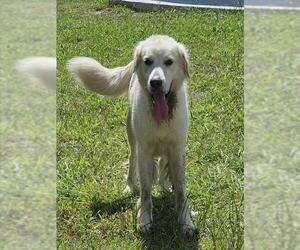 Great Pyrenees Dogs for adoption in Pasadena, TX, USA
