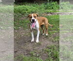 Small #13 Treeing Walker Coonhound Mix