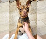 Small #5 American Staffordshire Terrier-Bulldog Mix