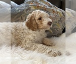 Small Photo #21 Goldendoodle Puppy For Sale in DAVIS, CA, USA