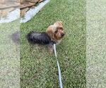 Small #2 Mutt