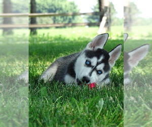 Siberian Husky Puppy for sale in UNITY, WI, USA