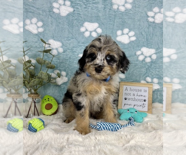 Medium Photo #2 Bernedoodle (Miniature) Puppy For Sale in NOBLESVILLE, IN, USA