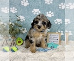 Small #1 Bernedoodle (Miniature)