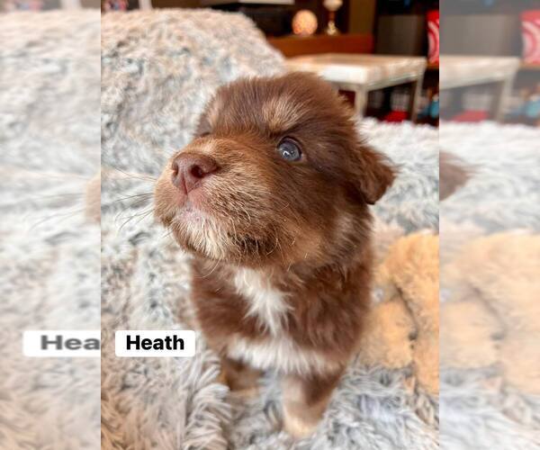 Medium Photo #1 Border Collie-Unknown Mix Puppy For Sale in New York, NY, USA