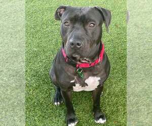 Mutt Dogs for adoption in Pompano Beach , FL, USA