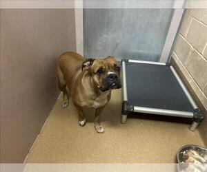 Boxer-Unknown Mix Dogs for adoption in Martinez, CA, USA