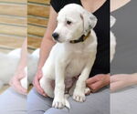 Small #2 Great Pyrenees-Pointer Mix