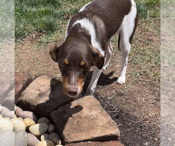 Medium Photo #3 Doxle Puppy For Sale in Mooresville, NC, USA