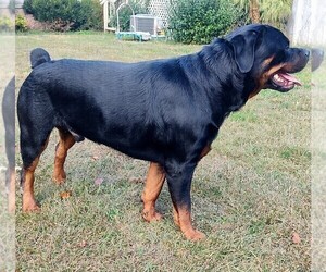Father of the Rottweiler puppies born on 10/08/2023