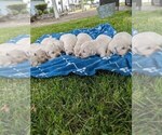 Small Photo #6 English Cream Golden Retriever Puppy For Sale in ELVERTA, CA, USA