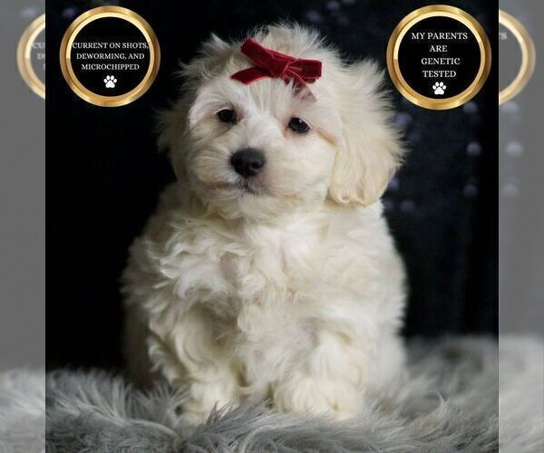 Medium Photo #1 Maltipoo Puppy For Sale in WARSAW, IN, USA