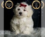 Puppy F1 Demeter Maltipoo