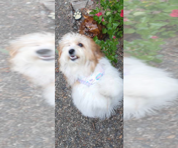 Medium Photo #1 Maltipoo (Miniature) Puppy For Sale in VENETA, OR, USA