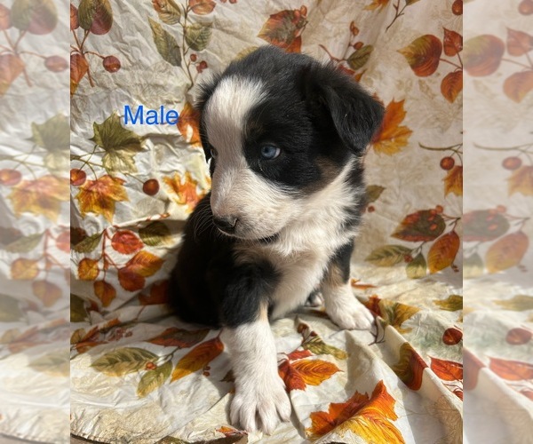 Medium Photo #4 Australian Shepherd Puppy For Sale in COTOPAXI, CO, USA