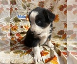 Small Photo #25 Australian Shepherd Puppy For Sale in COTOPAXI, CO, USA