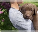 Small Photo #2 Labrador Retriever Puppy For Sale in BREWSTER, WA, USA
