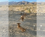 Small Photo #37 Rhodesian Ridgeback Puppy For Sale in MORONGO VALLEY, CA, USA