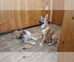 Small #4 German Shepherd Dog Mix