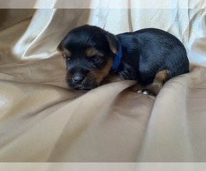 Yorkshire Terrier Puppy for sale in WILLISTON, SC, USA