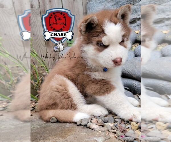 Medium Photo #4 Siberian Husky Puppy For Sale in SHERWOOD, OR, USA