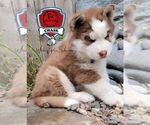 Small Photo #4 Siberian Husky Puppy For Sale in SHERWOOD, OR, USA