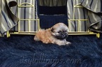 Small Photo #43 Shih Tzu Puppy For Sale in HAYWARD, CA, USA