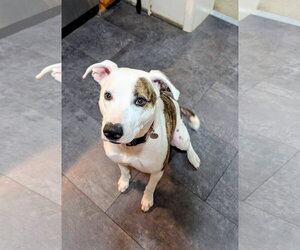 Piper - Female American Pit Bull Terrier-Siberian Husky Mix Dog for Adoption - Photo #2